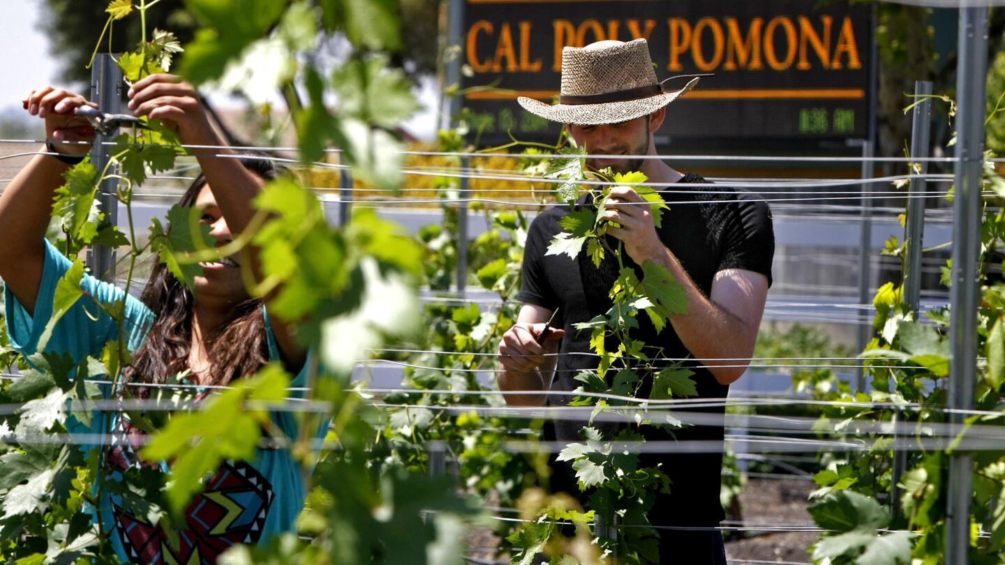 Students Kevin Gerbracht, left, and Julieta Munoz work in a Zinfandel vineyard at Cal Poly Pomona. Grapes from these plants will be used in wine production classes. A new California law exempts underage students from the current ban on tasting alcoholic beverages they are learning to make.