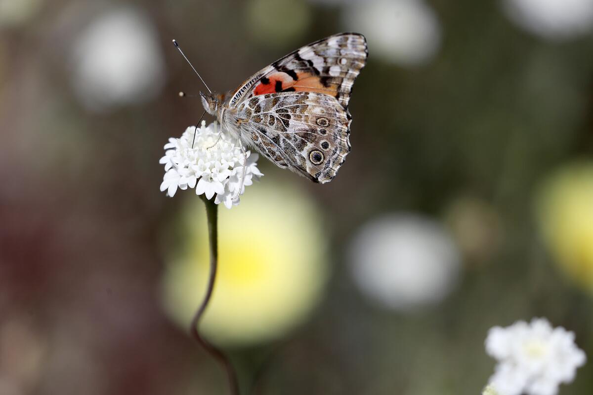 A butterfly clings to a wildflower in Coyote Canyon at Anza-Borrego Desert State Park.