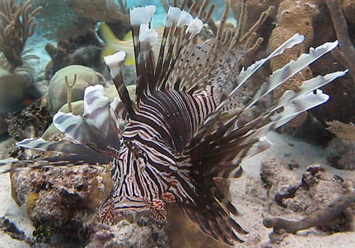Lionfish are are invading coral reefs and devouring native fish throughout the Caribbean. Eradication of the nonnative species seems impossible, but scientists now say that you don't have to remove every last lionfish from a reef in order for native fish populations to return.