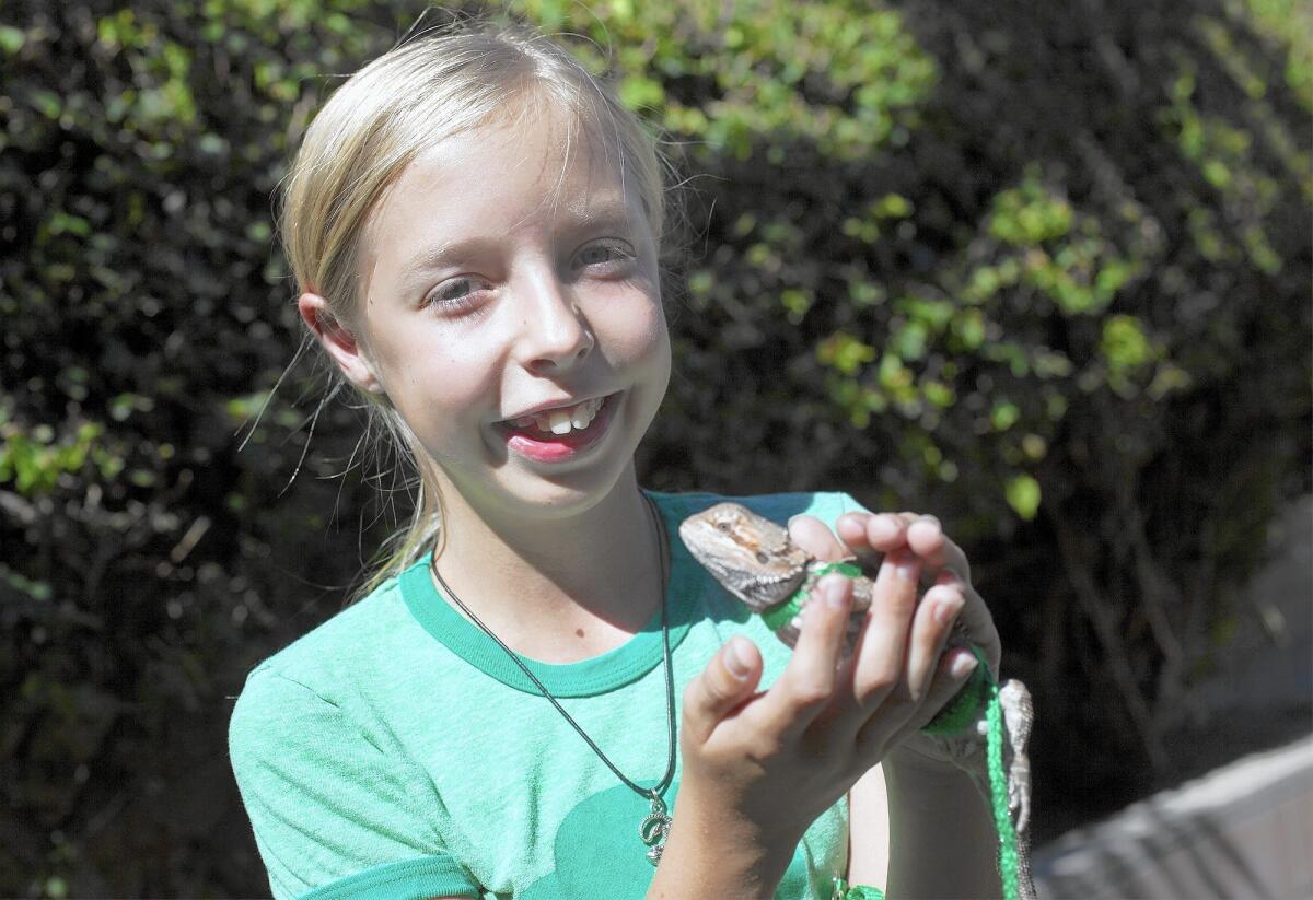 Girl Scout Moira Clark, 12, with Rayquaza, a bearded dragon lizard. Clark's parents purchased Rayquaza, named after a Pokeman character, for her birthday this past May.