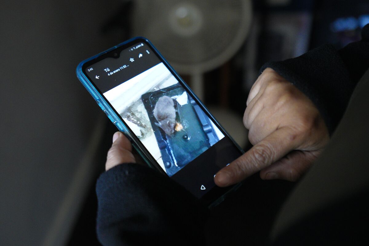 Natividad Cuevas shows a photo of a mouse caught on a trap in her apartment.