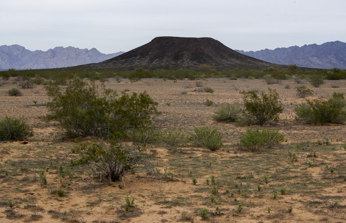 A Sonoran Desert landscape in Arizona's Yuma County, seen in 2020.