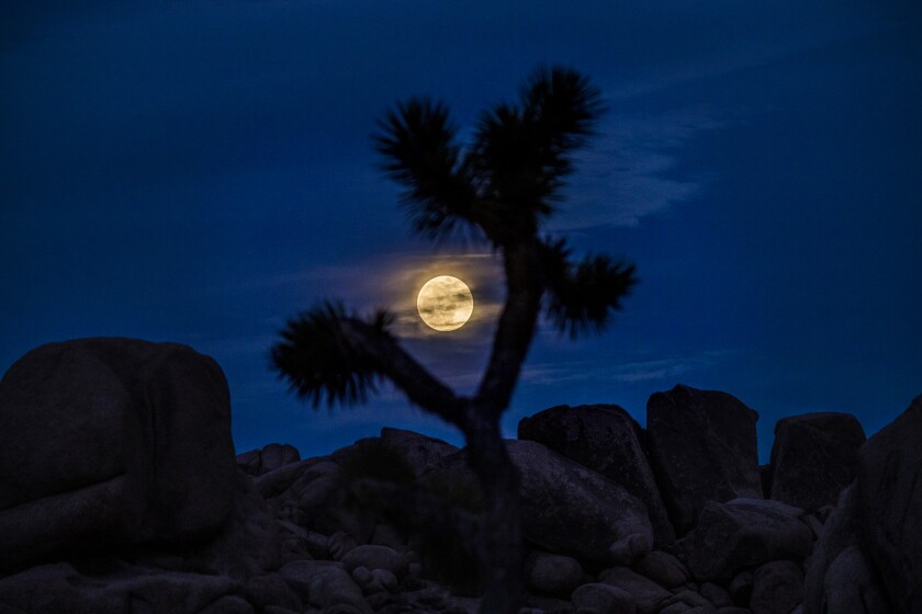 Clouds surround the super flower moon rising above rocks and Joshua trees.