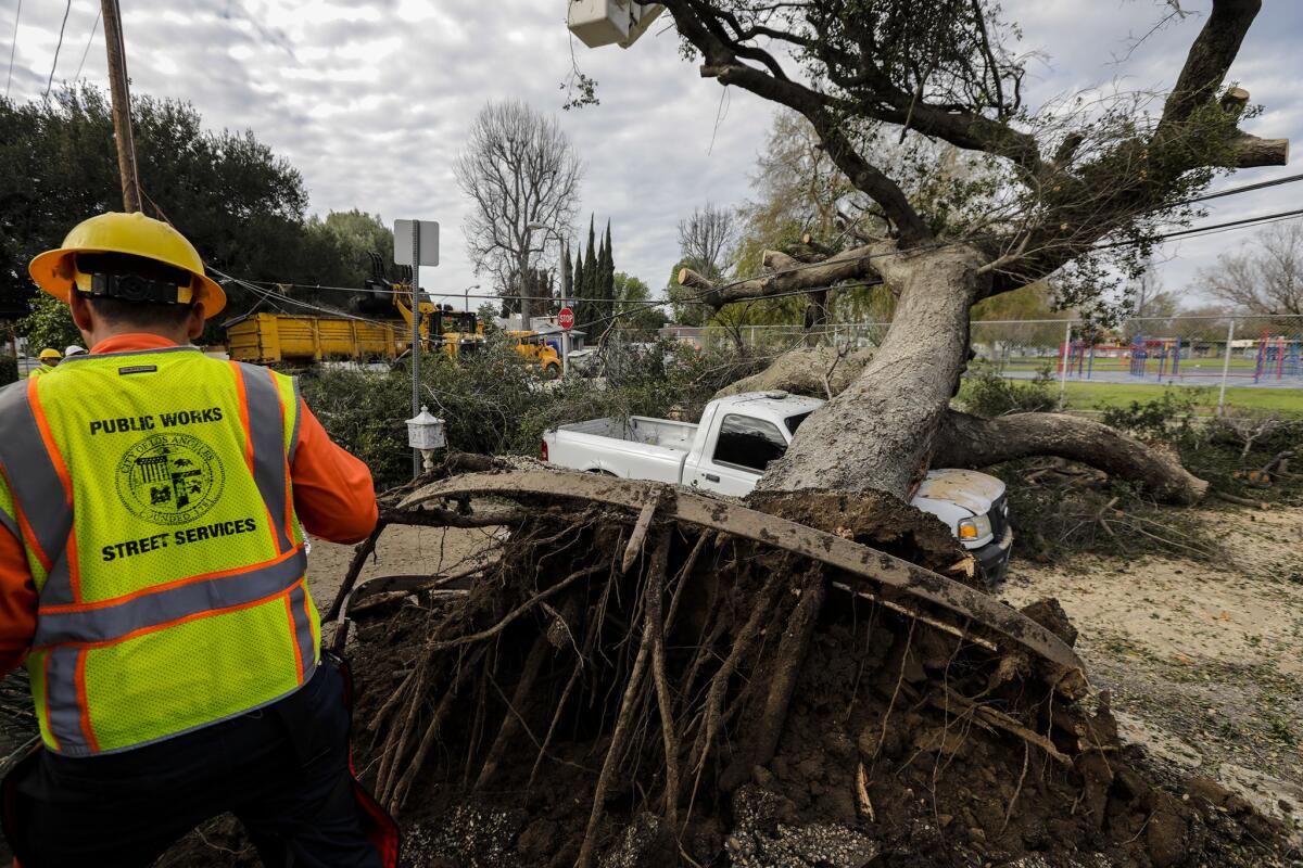 Crews clear a fallen oak tree that crushed a pickup on 6700 Encino Avenue in Van Nuys.