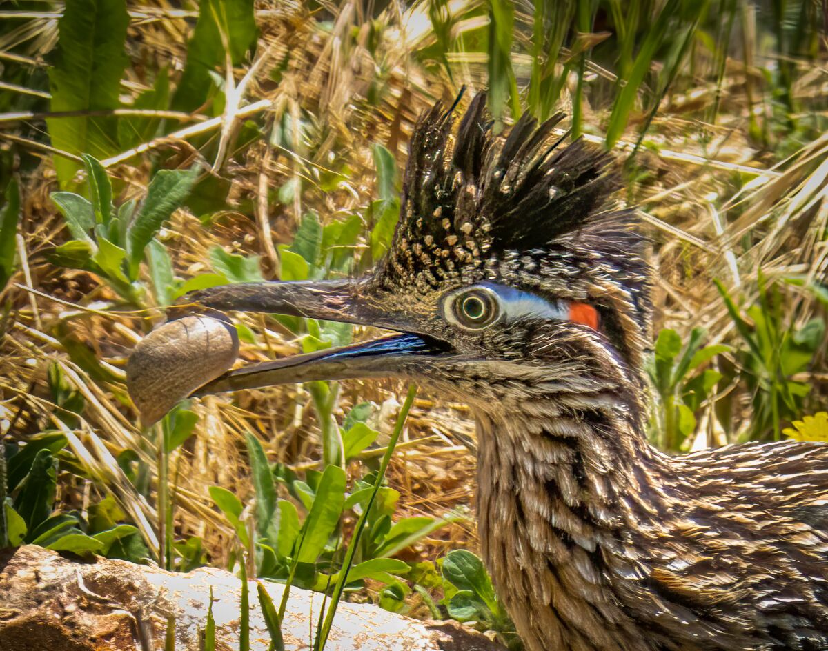 A roadrunner occasionally visits to dine on small lizards and snails.
