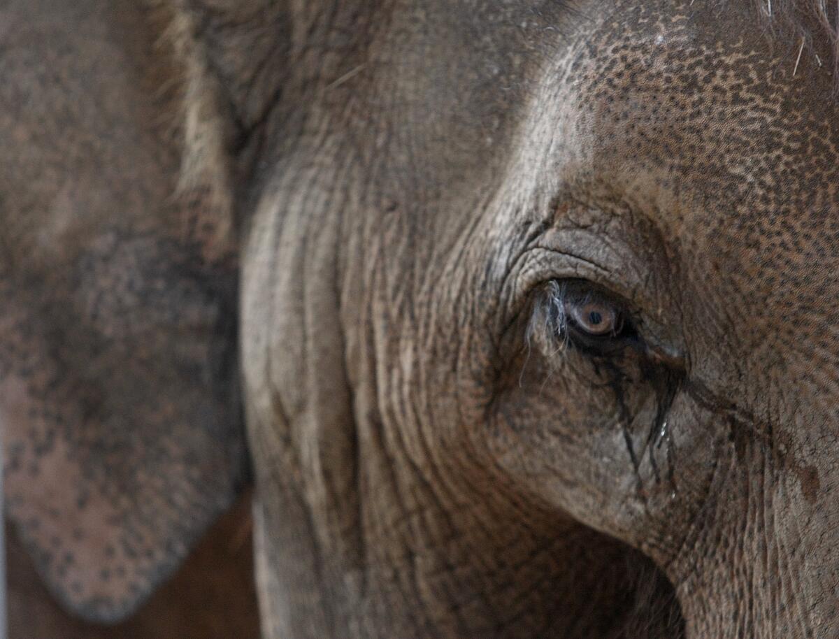 Ranchipur, shown in 2009, was euthanized Tuesday.