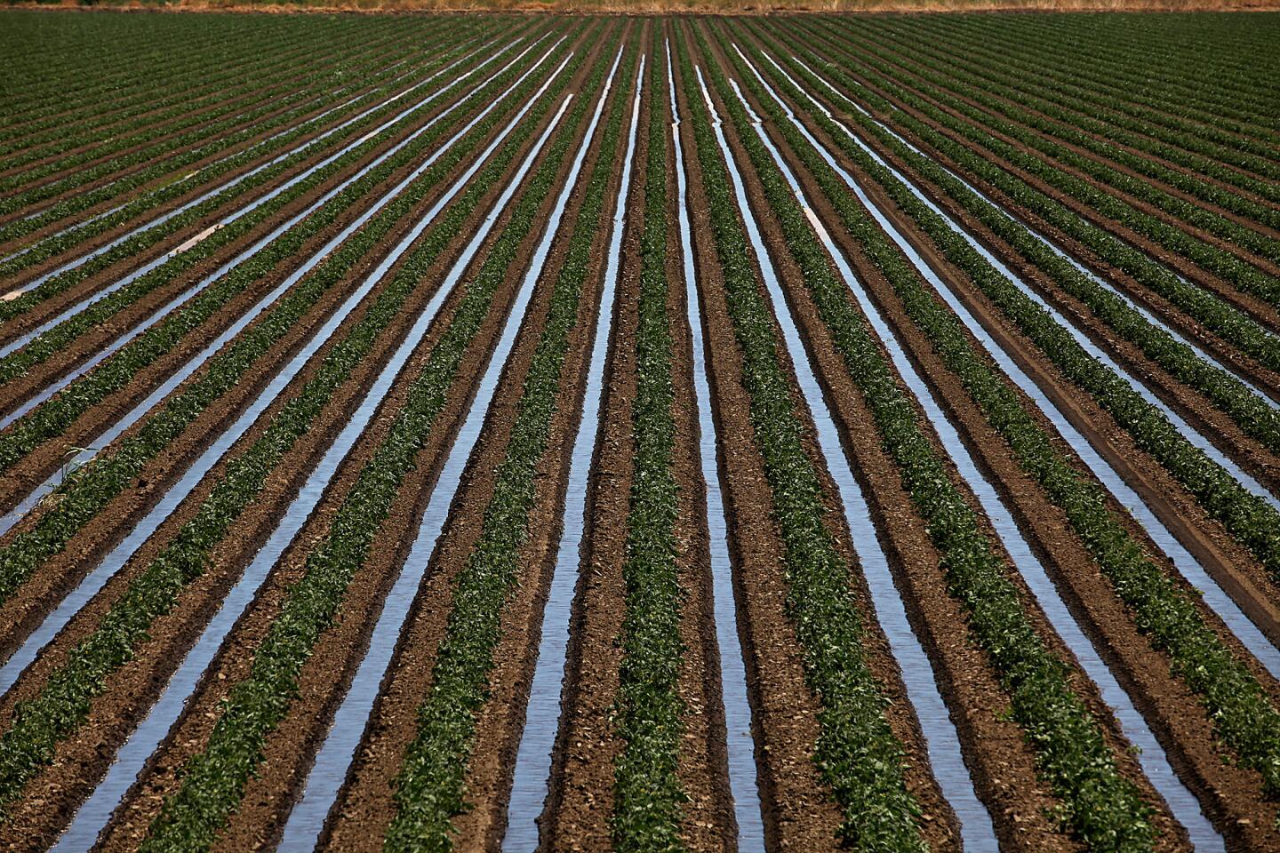 Irrigated rows