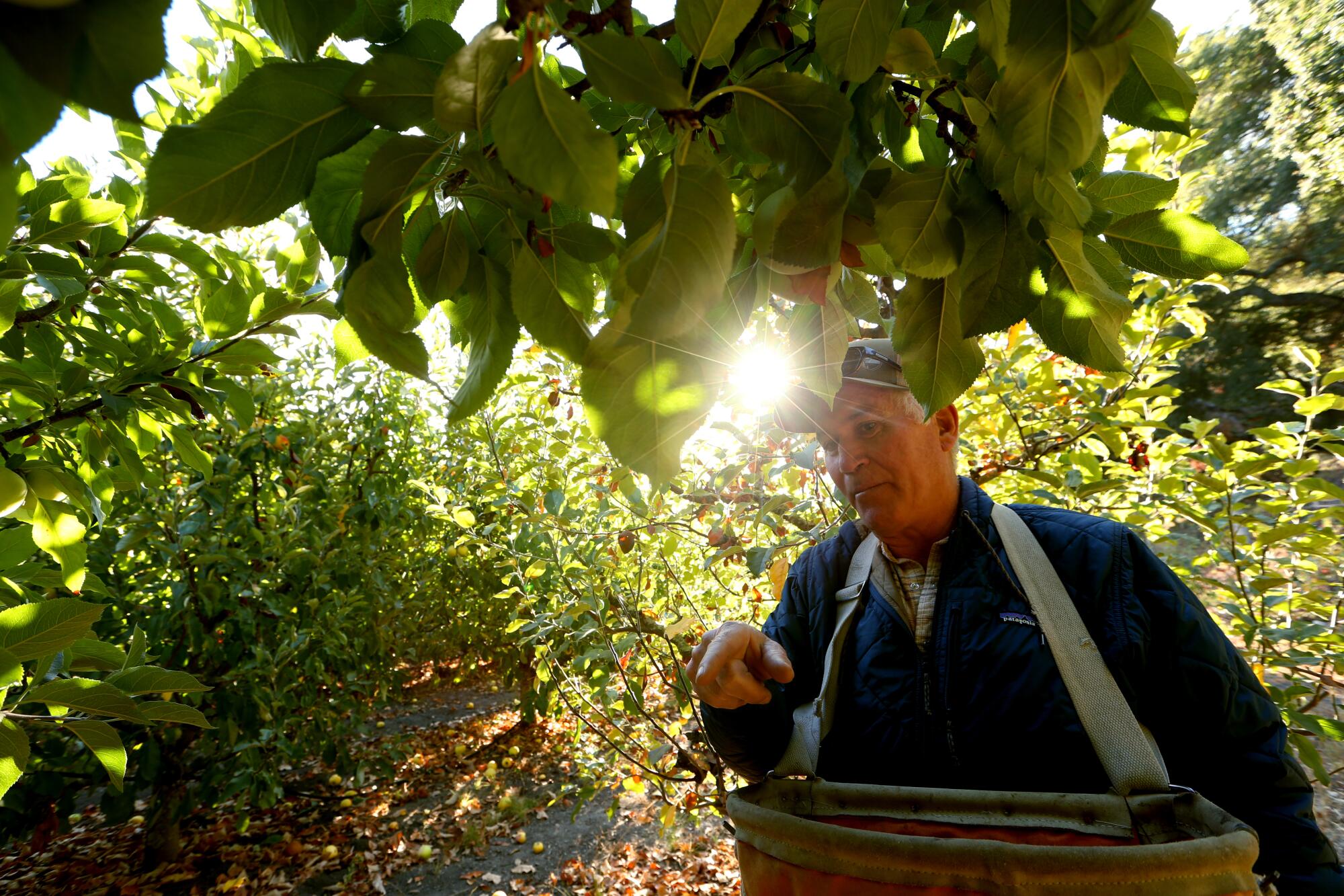 Mike Cirone picks apples in his orchard.