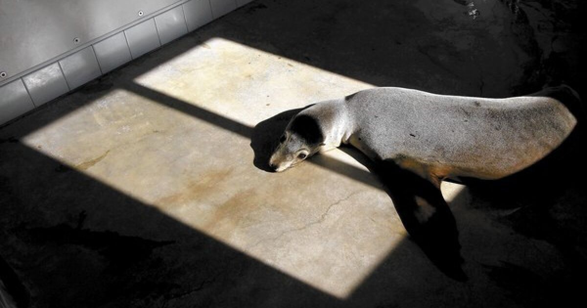 Home improvement for stranded sea lions - Los Angeles Times