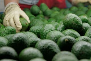 At Del Rey Avocado Company Inc. just picked avocados are sorted for packing and shipping.