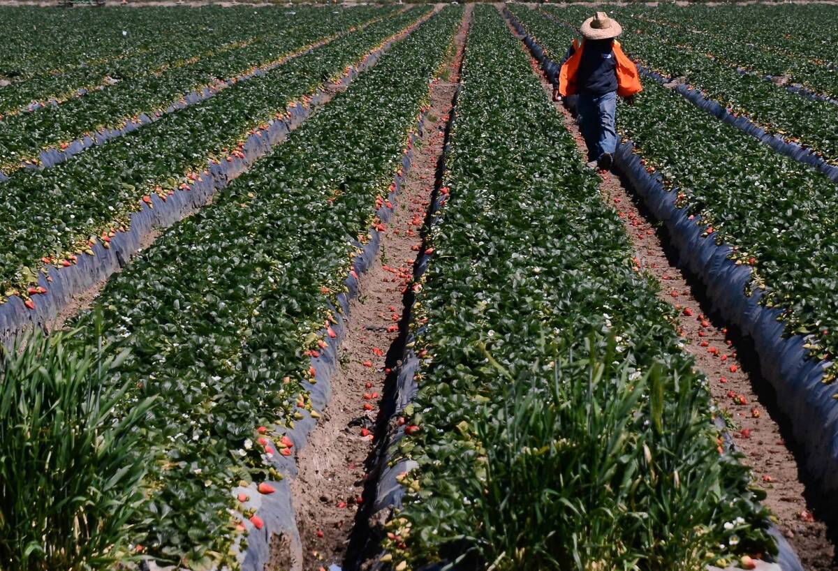 One of many migrant workers taking part in the strawberry harvest last month at a farm near Oxnard.