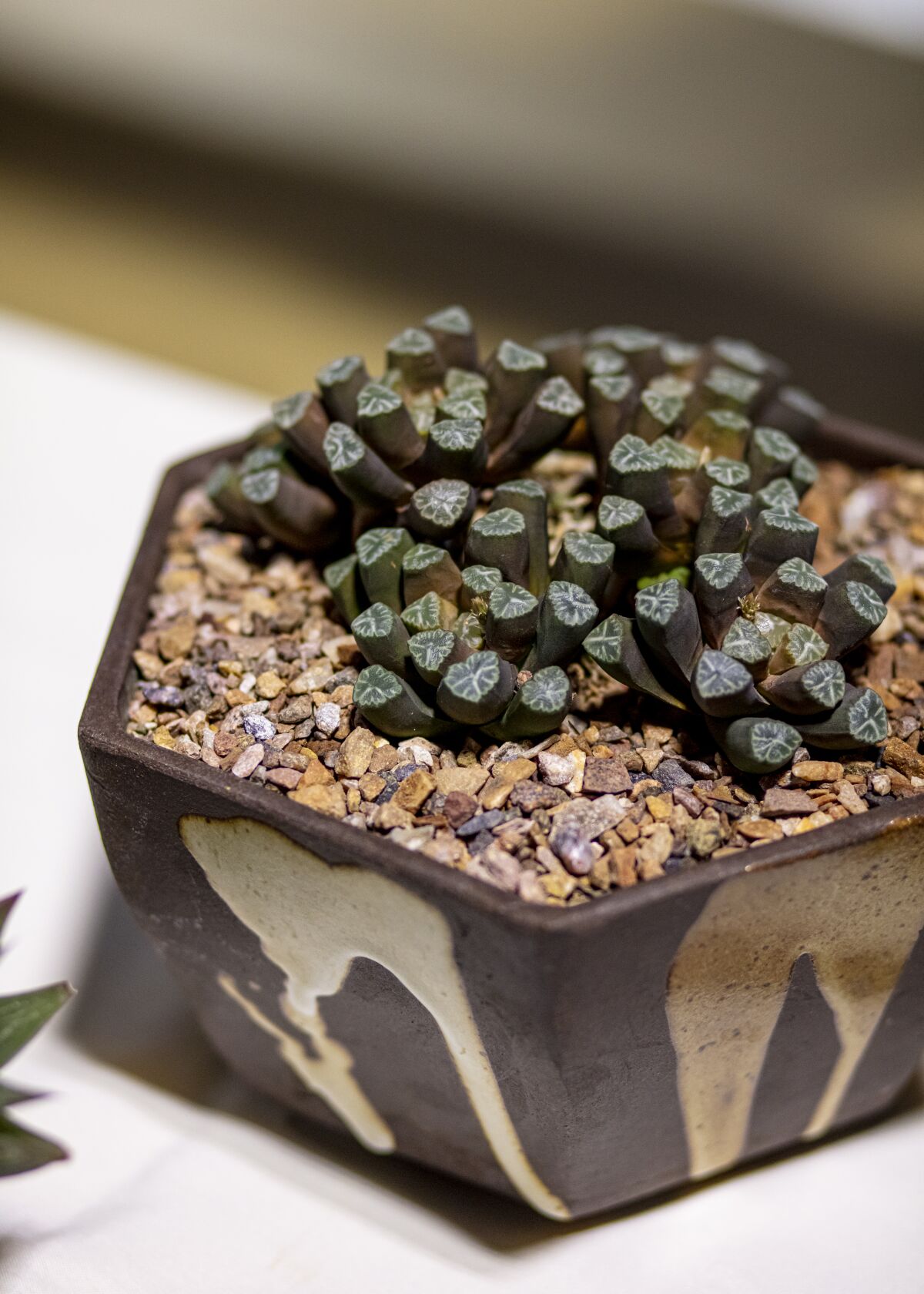 A Haworthia maughanii from growers Tom and Jeanette Glavich.