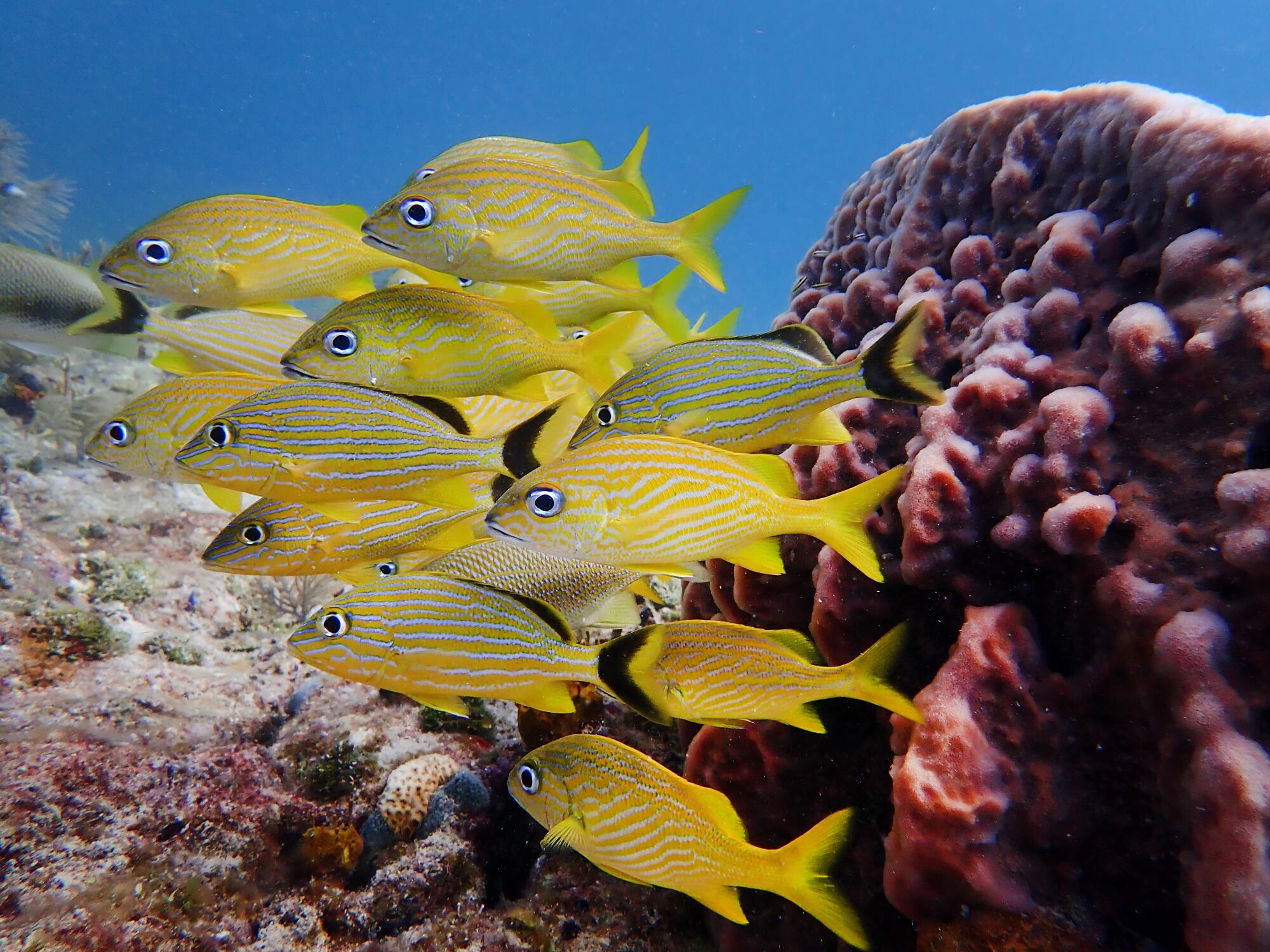 Fish gather beside a sponge coral in the waters off Islamorada in the Florida Keys. 