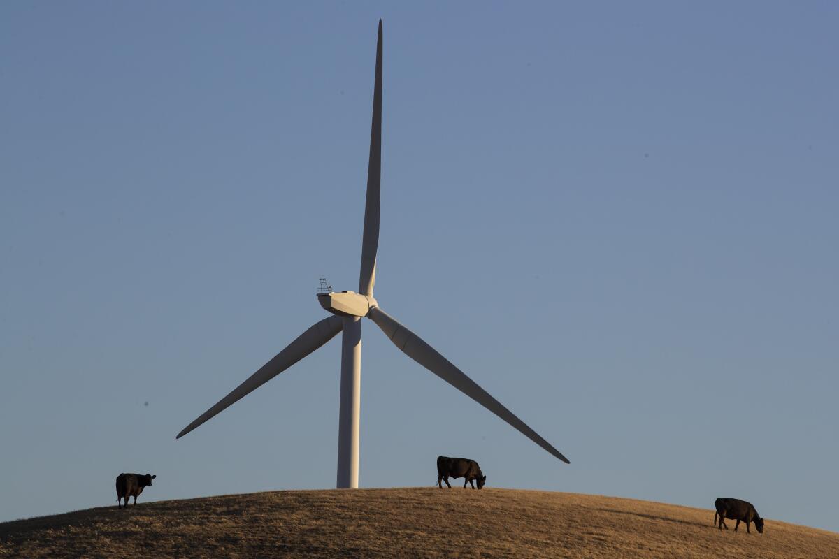 Sheep graze at the Shiloh II wind farm near Bird’s Landing, Calif., in 2021.