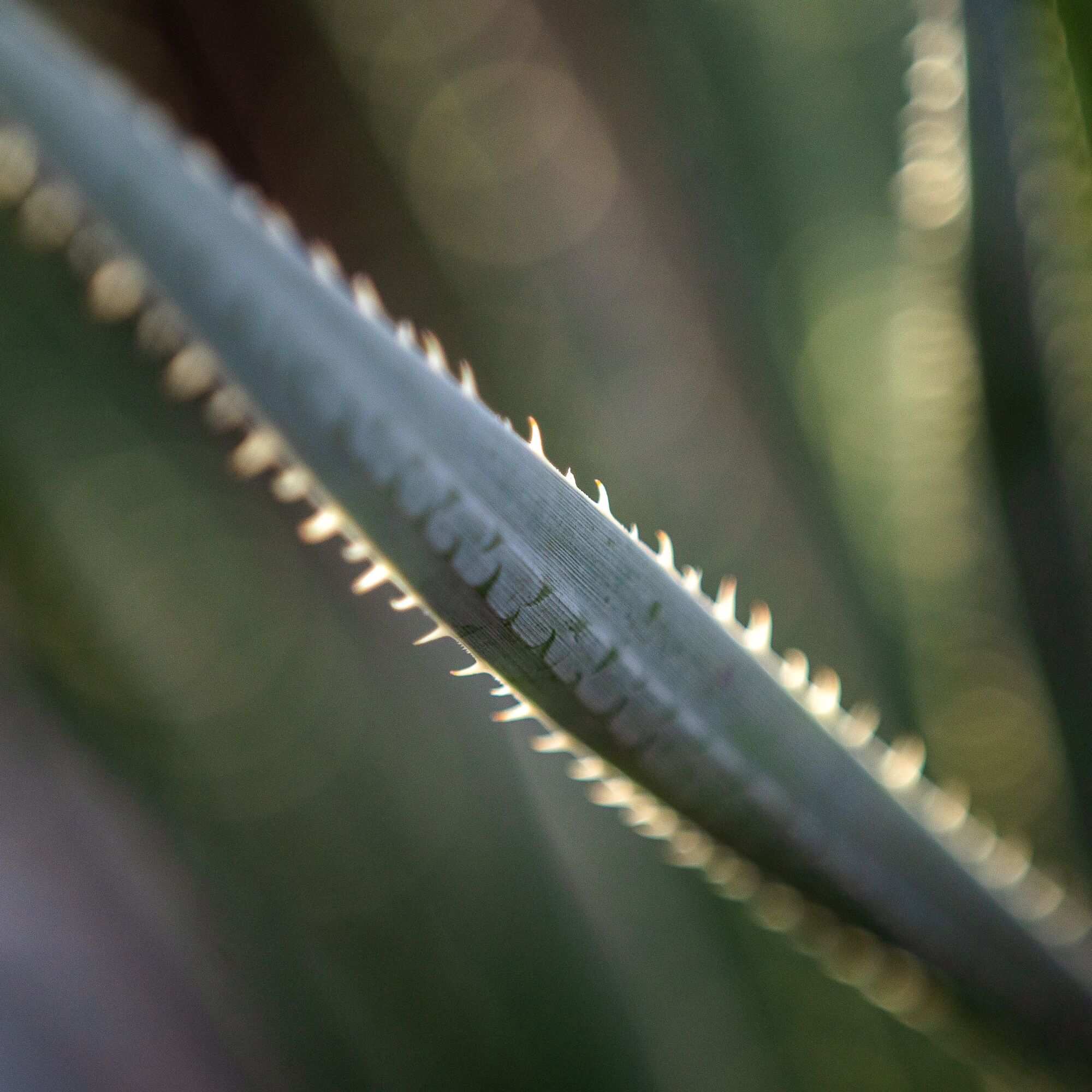 A blade-shaped plant leaf with spines along both edges