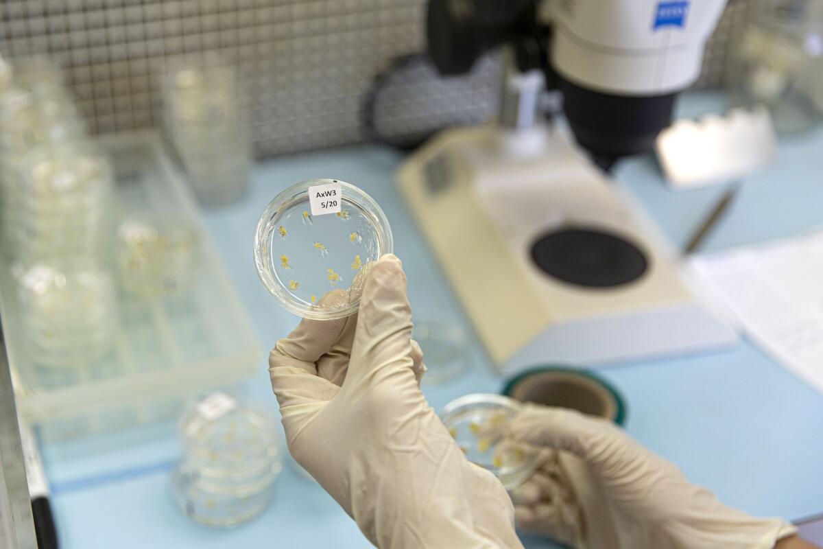 In the tissue culture lab at SUNY ESF, researchers extract tree embryos from immature nuts, like these from the Ozark Chinquapin, a relative of the chestnut that also suffers from the blight. (Allison Zaucha / For The Times)