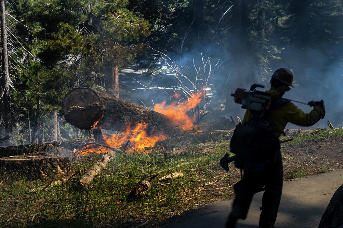 A wildland firefighter carries his gear during a prescribed burn to get rid of dead trees and fallen brush in the Giant Forest in Sequoia National Park.