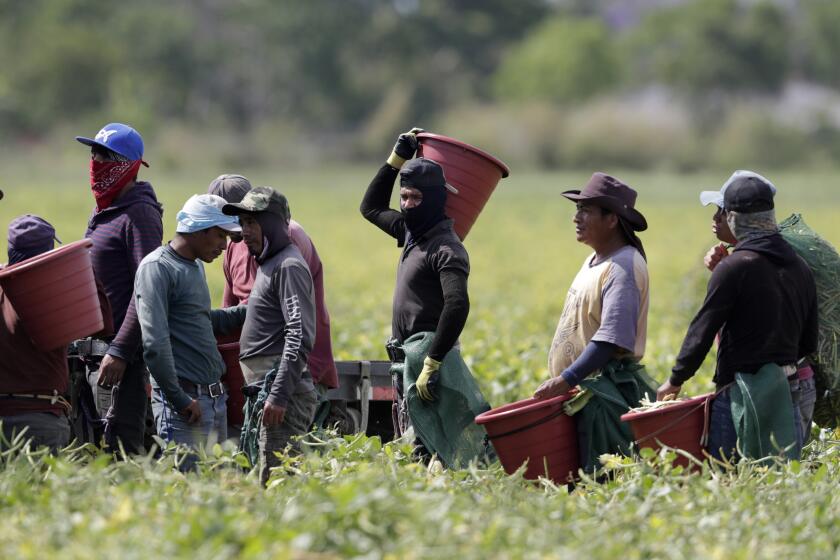 FILE - In this May 12, 2020, file photo, farmworkers, considered essential workers under the current COVID-19 pandemic, harvest beans in Homestead, Fla. Many U.S. health centers that serve agricultural workers across the nation are receiving COVID-19 vaccine directly from the federal government in a program created by the Biden administration. But in some states, farmworkers are not yet in the priority groups authorized to receive the shots. (AP Photo/Lynne Sladky, File)