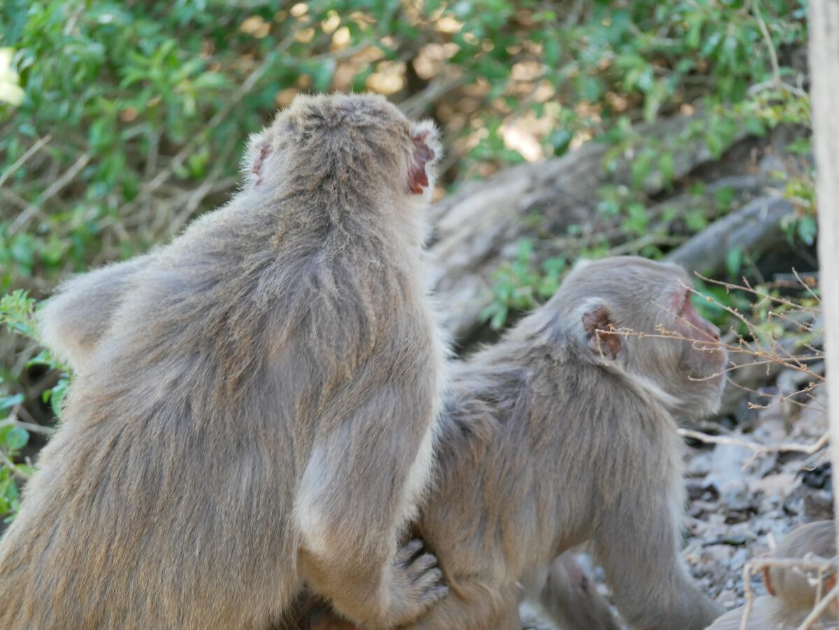 A rhesus macaque mounts another in a colony in Puerto Rico.