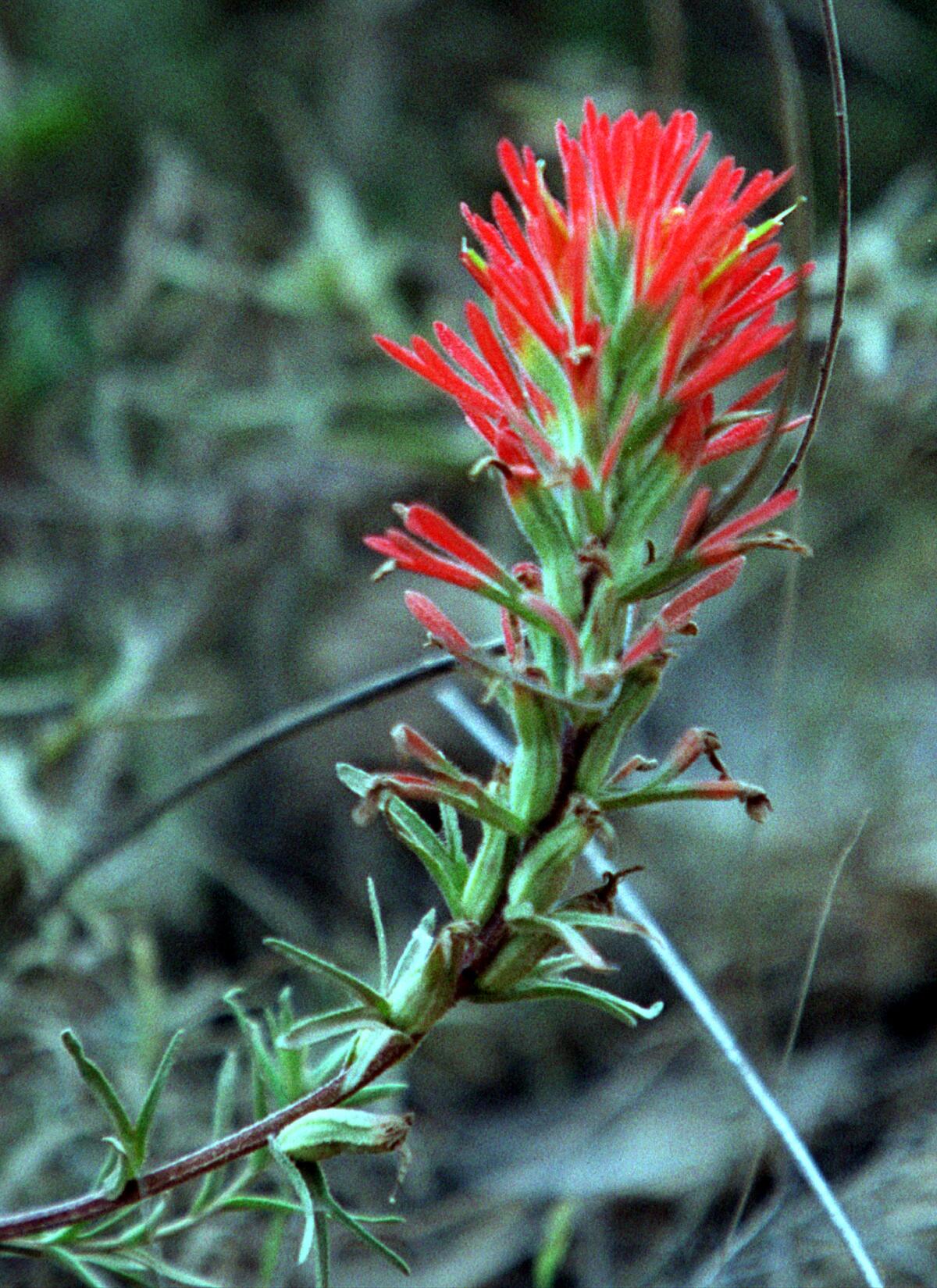 Indian paintbrush flower.