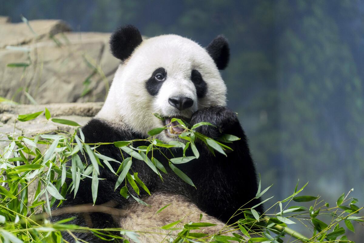 Giant panda Xiao Qi Ji eats bamboo in his enclosure at the Smithsonian National Zoo in Washington, D.C.