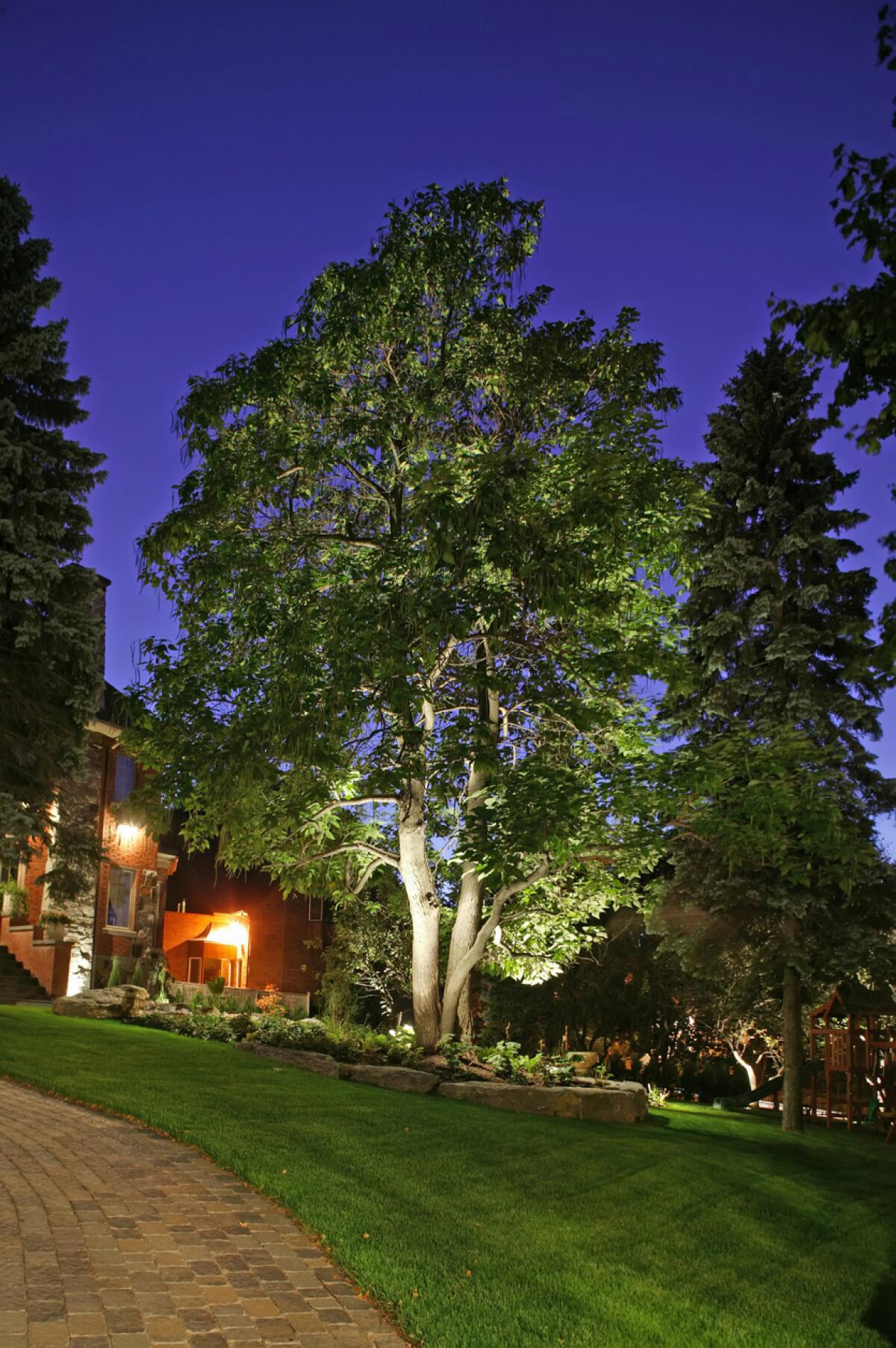 Up lighting can highlight trees; the center of the tree should be bright with softer light at the edges.