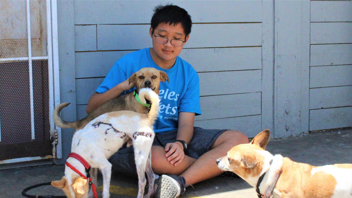 Priceless Pets to provide full-service animal care in Costa Mesa - Vimarsana News