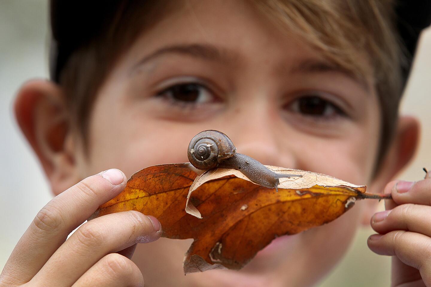 Logan Joanis, 8, with a snail he found in Eaton Canyon, just north of Pasadena. He and other citizen scientists took part in a project organized by the Natural History Museum of Los Angeles County to catalog the diversity of land snails and slugs in Southern California.