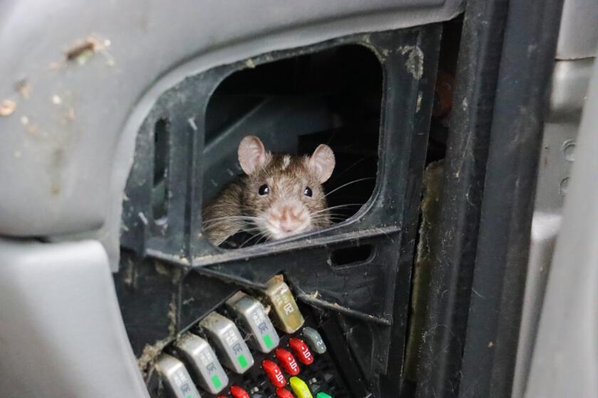 A rat peers out of the dashboard of a van.