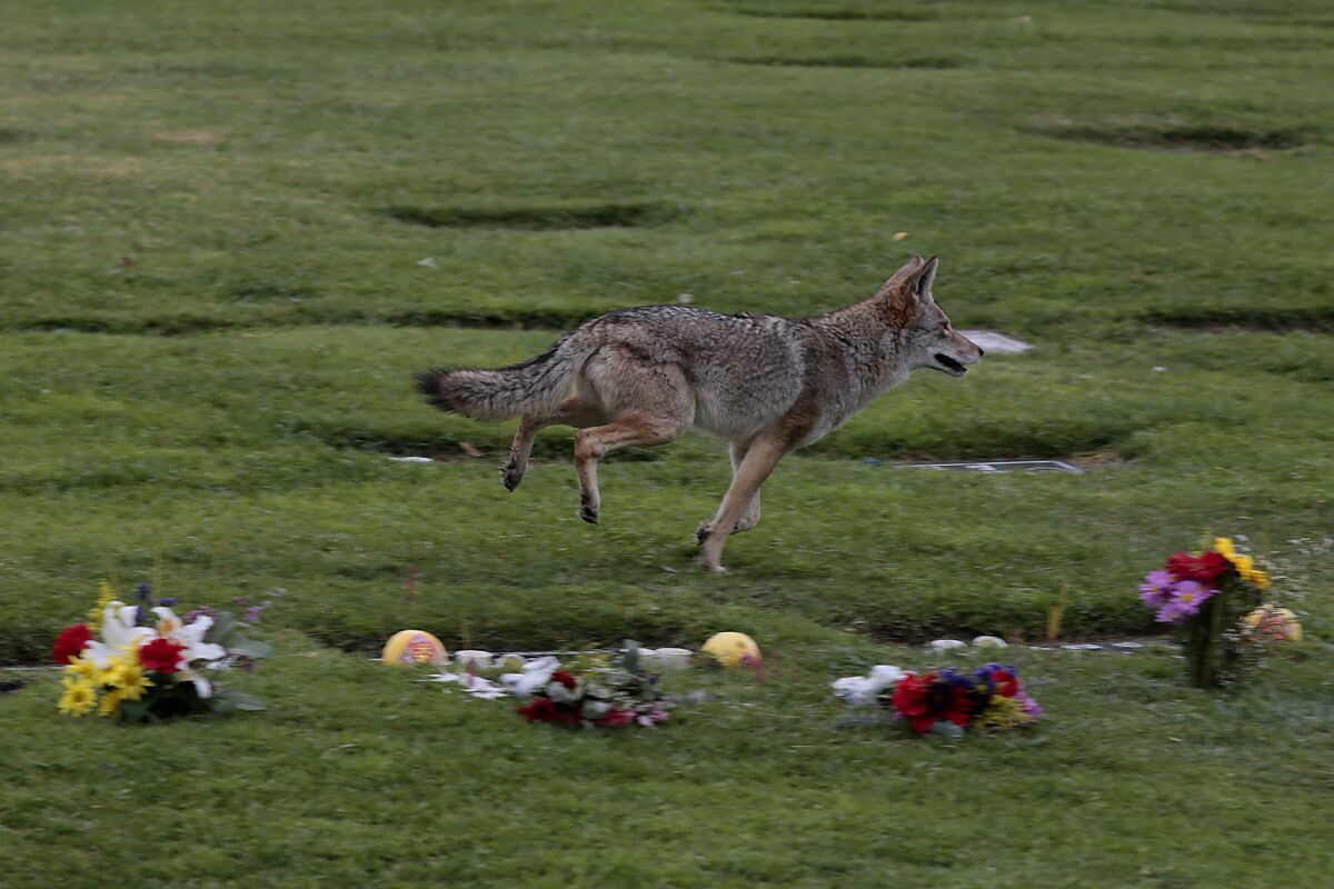 A bold coyote trots past food-laden graves at Rose Hills Cemetery in Whittier.