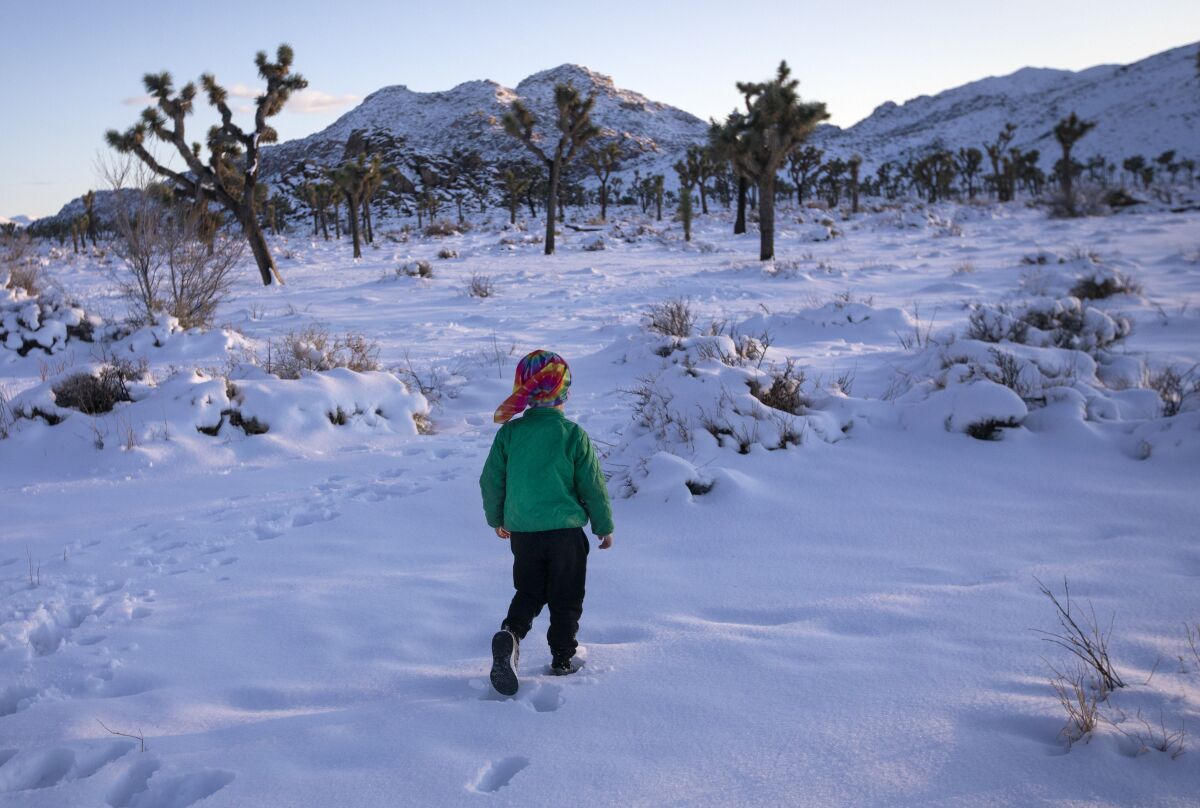 Jay Shepherd, 4, plays in the snow just before the sun sets Friday in Joshua Tree National Park.