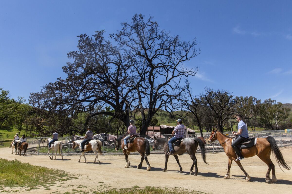 Riders on horseback pass the Witness Tree at Paramount Ranch in Agoura Hills in April.