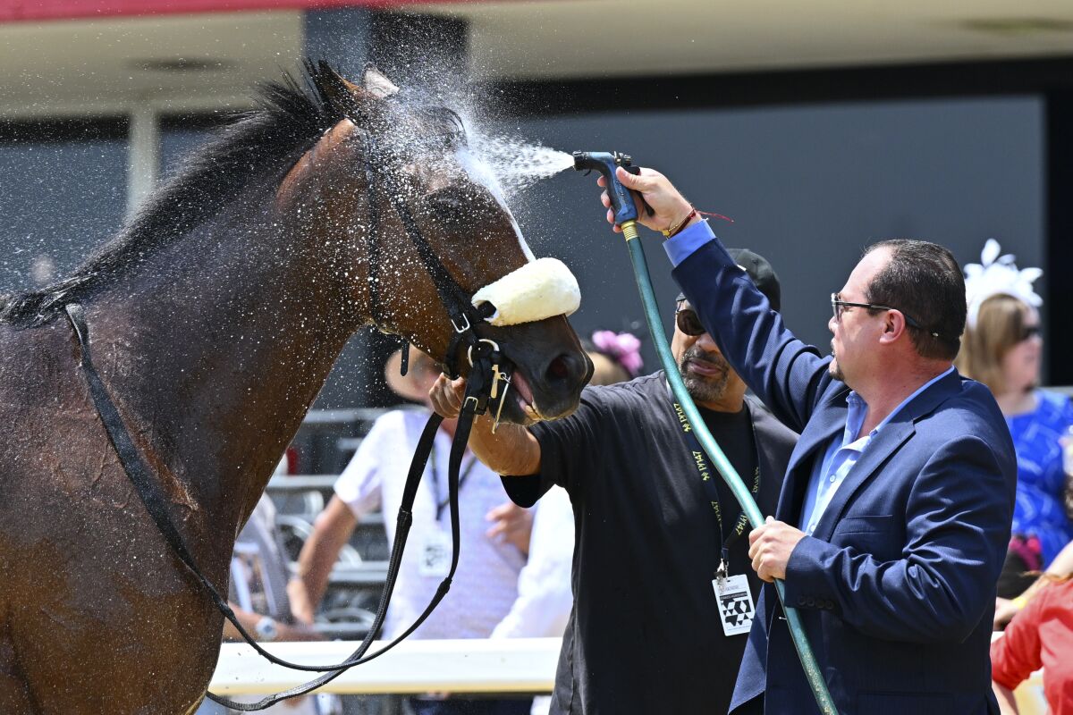 A horse is doused with water after competing in a turf race