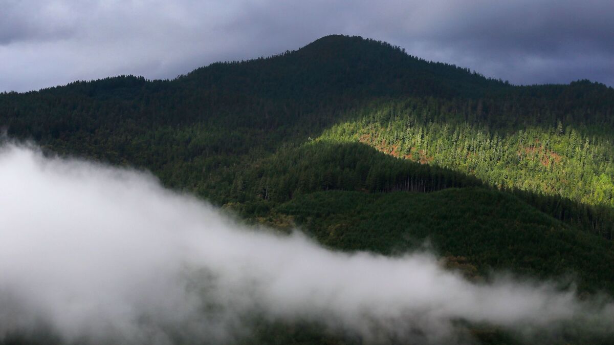 The Yurok tribe's carbon offset project encompasses thousands of acres of Douglas fir and mixed hardwood forest near the Klamath River in Northern California.