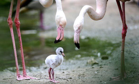 Hanover, Germany, flamingo