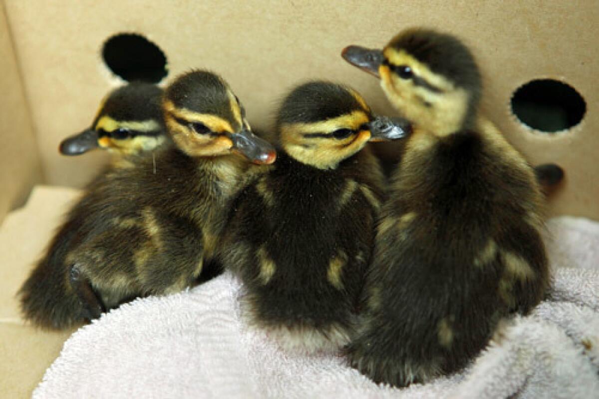 Ducklings that were rescued from a storm drain by District of Columbia fire fighters are seen in Washington today.