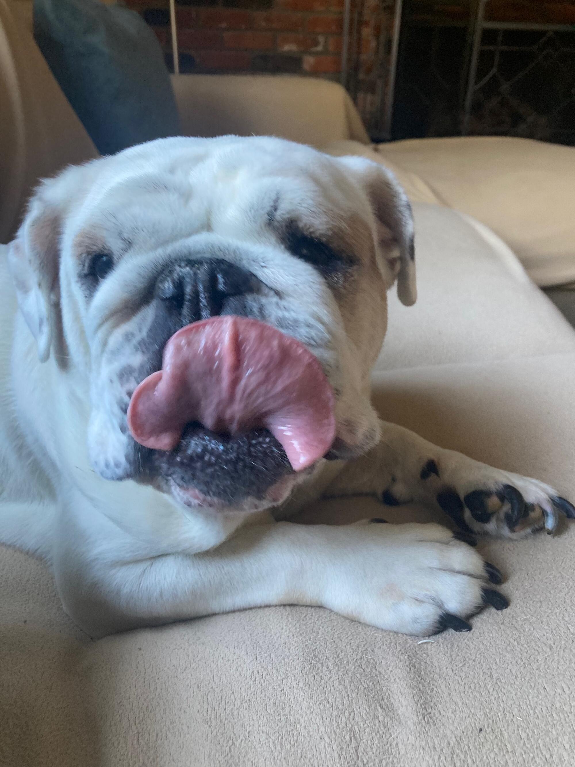 Stacie Straw's English bulldog rescue, Blanche.