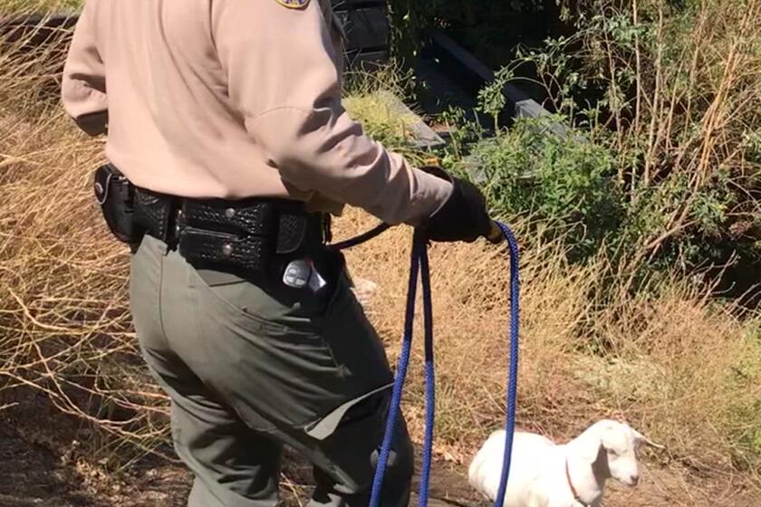 Dael Wilcox records as Animal Control officers attempt to impound his goats on July 31.