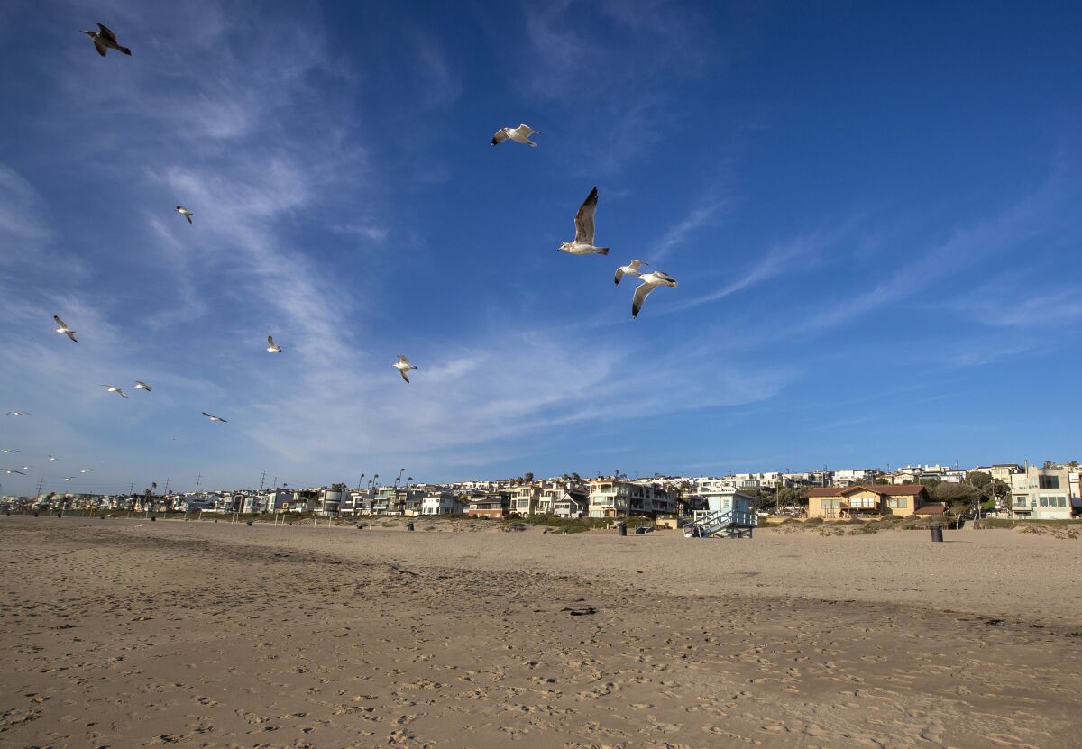 Seagulls swoop above the beach