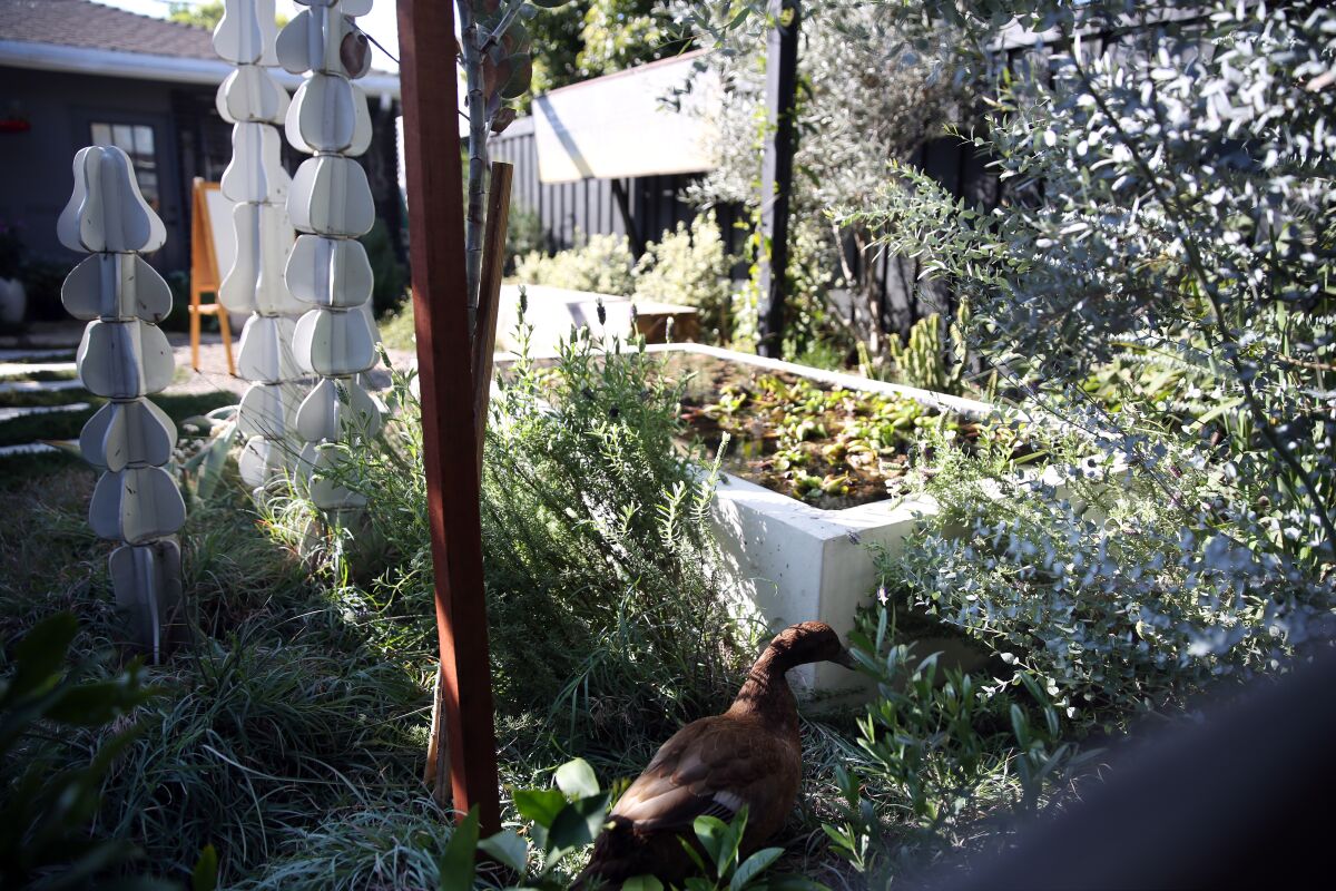 A duck wanders in the art-filled Glatstein garden. 