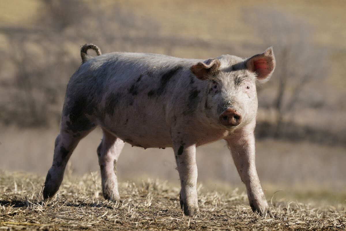 California pig welfare rule delays frustrate small farmers - Los Angeles  Times