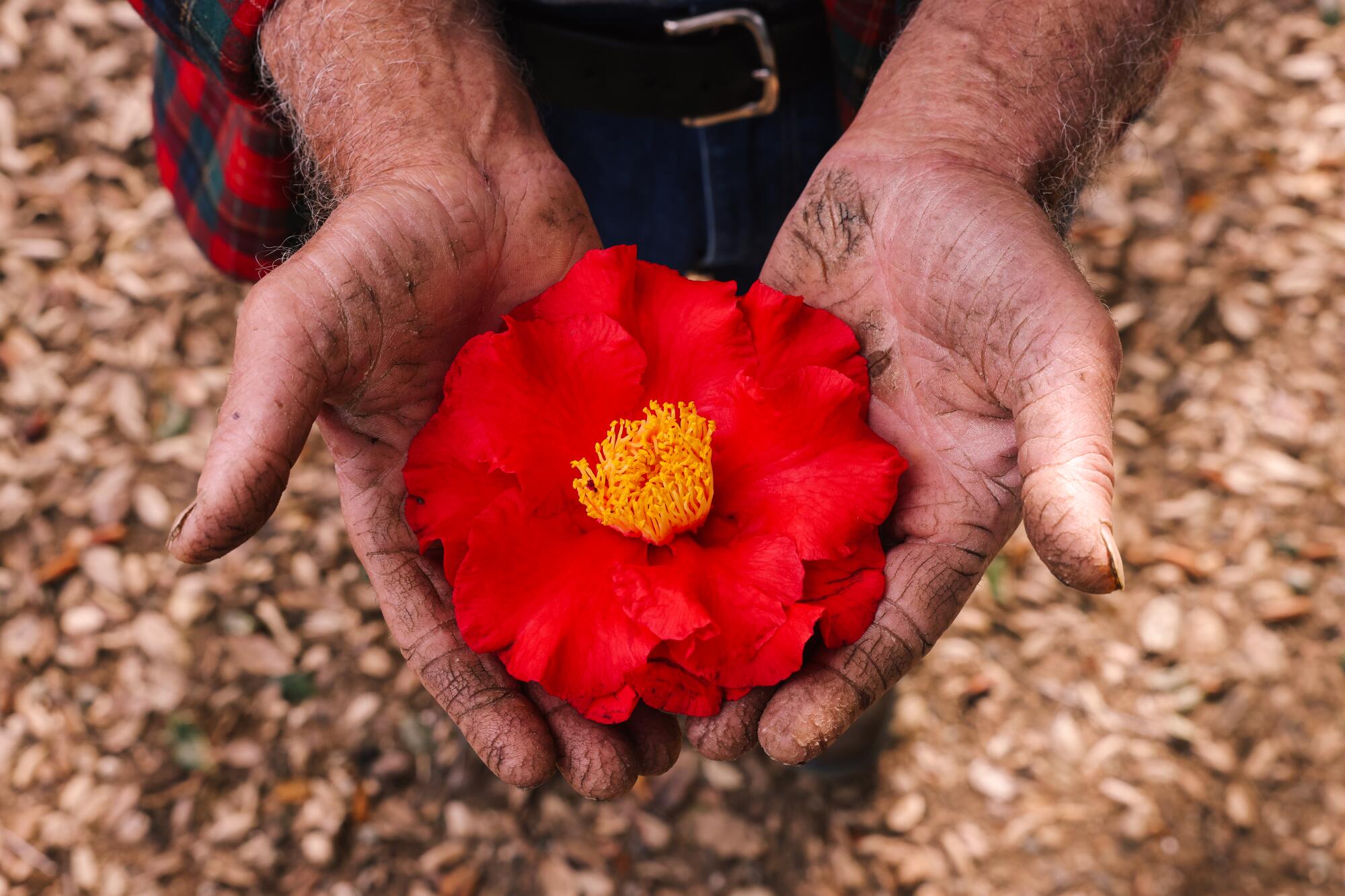 Tom Nuccio cradles a Grand Slam camellia, another variety created by his family, in his work-rough hands.