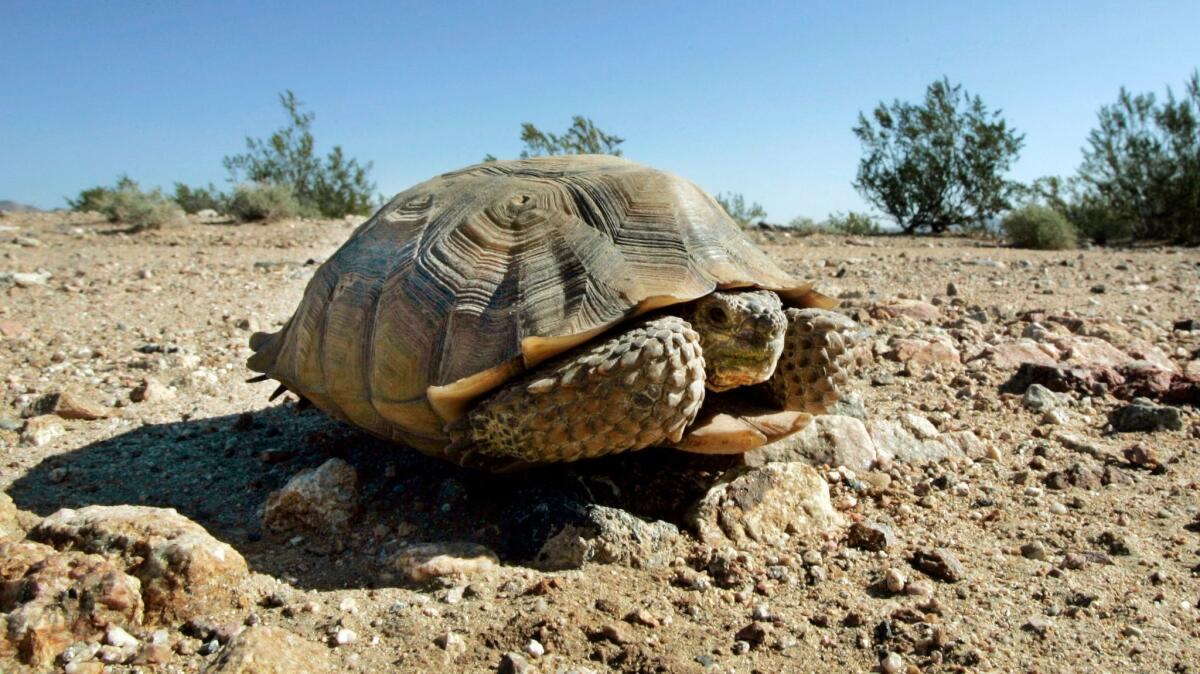 The California Fish and Game Commission granted temporary endangered species status to the Mojave desert tortoise.