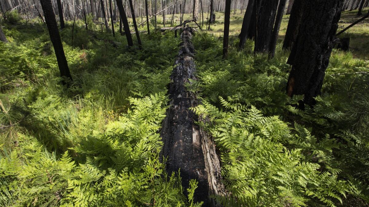 A snag forest is regenerating after the Rim fire, with ferns, wildflowers and young trees providing habitat for birds, mammals and insects in the Stanislaus National Forest.