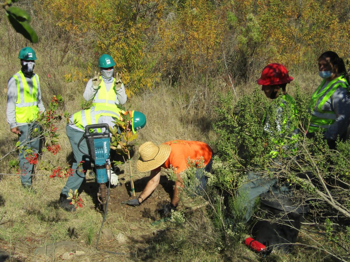 Urban Corps members planting trees