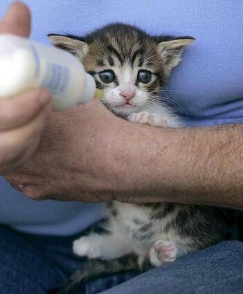 A 3-week old orphaned kitten is fed with a small bottle at North Central Los Angeles Animal Services. Every spring city shelters euthanize about 1,000 neonatal kittens that can't survive on their own. Shelters have started foster parent bottle feeding programs to help keep them alive.