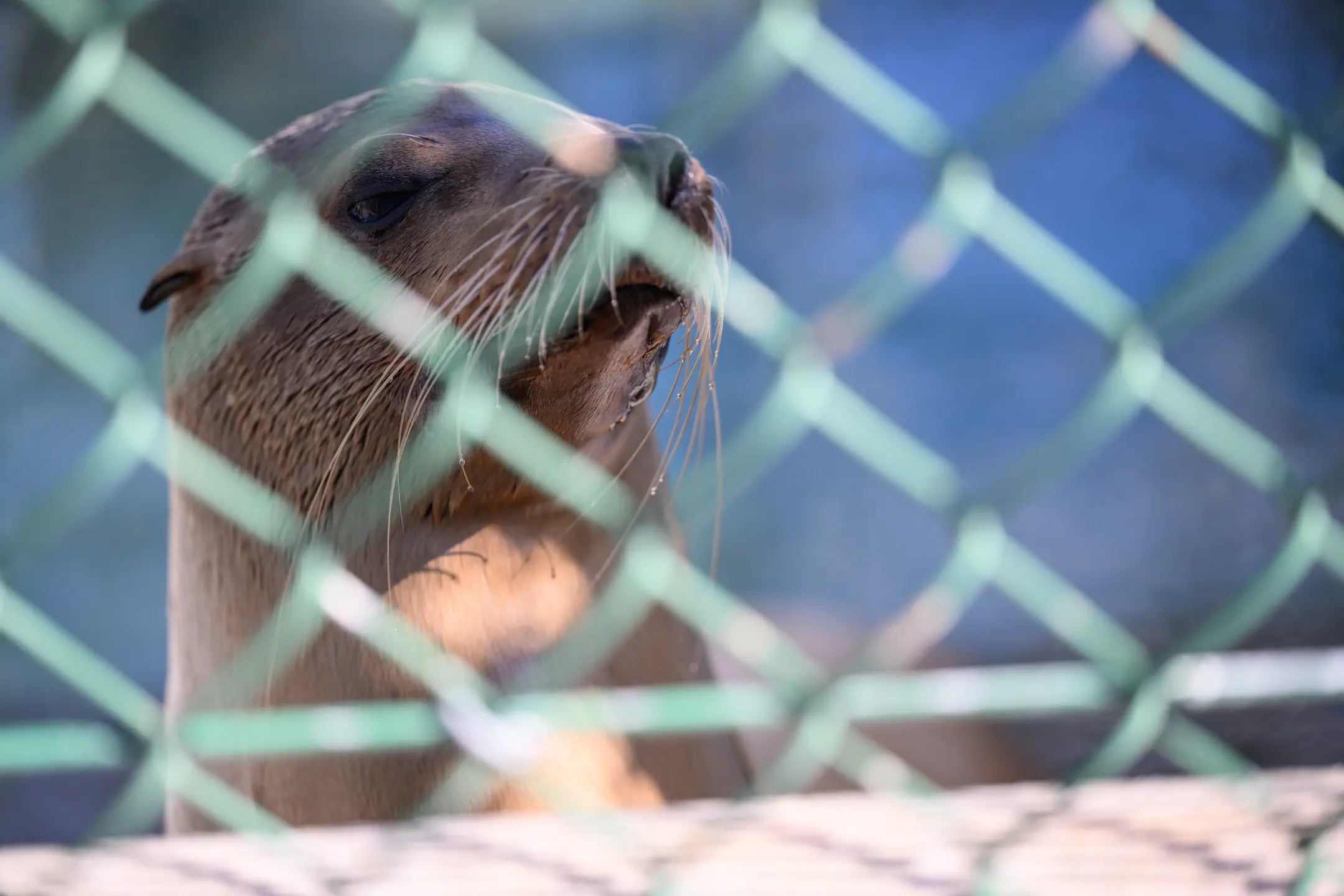Trump administration cuts to NOAA threaten efforts to save sea lions from toxic plankton A sea lion recuperates at the Marine Mammal Care Center in San Pedro. (William Liang/For The Times)