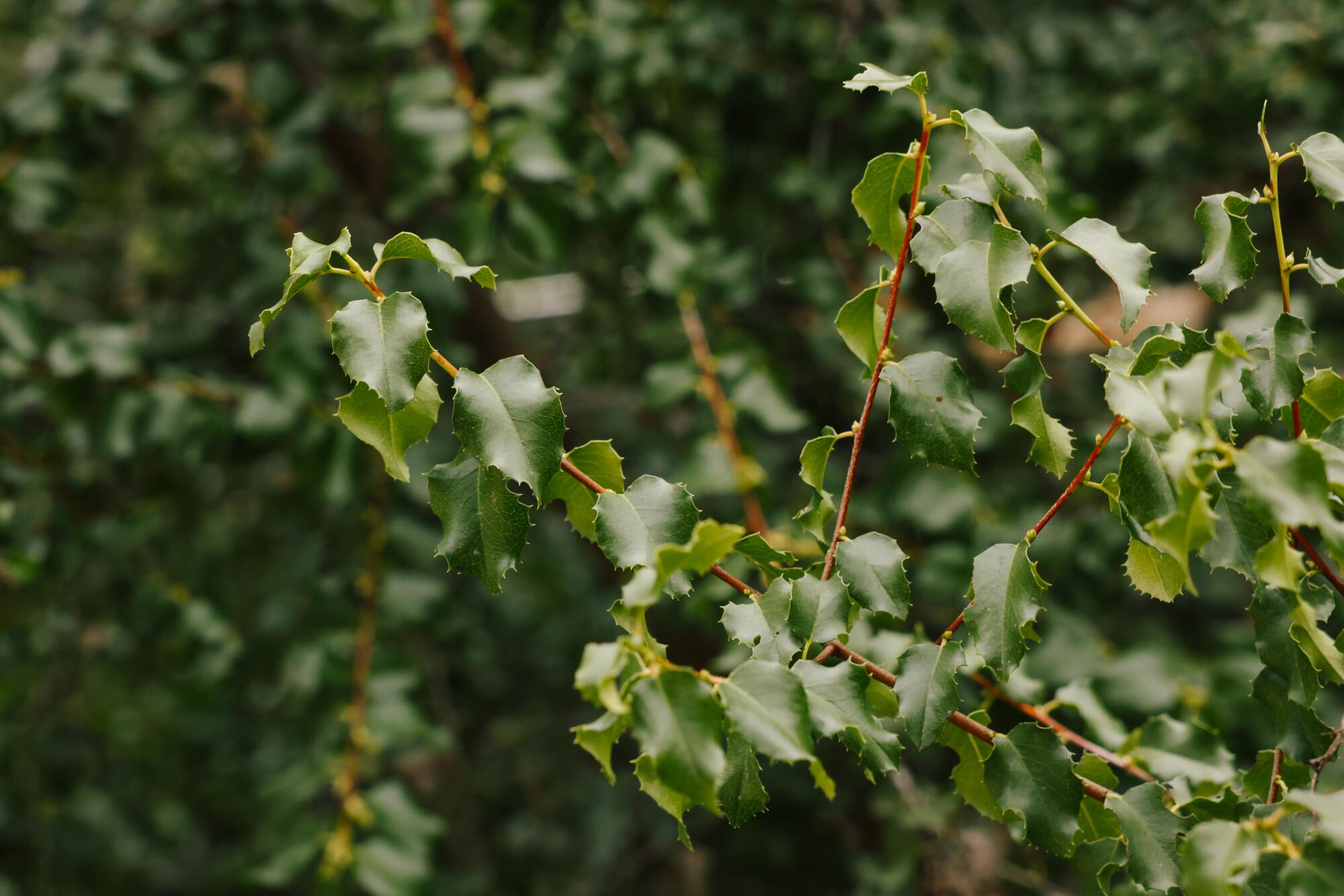 Hollyleaf cherry has glossy green, serrated leaves 