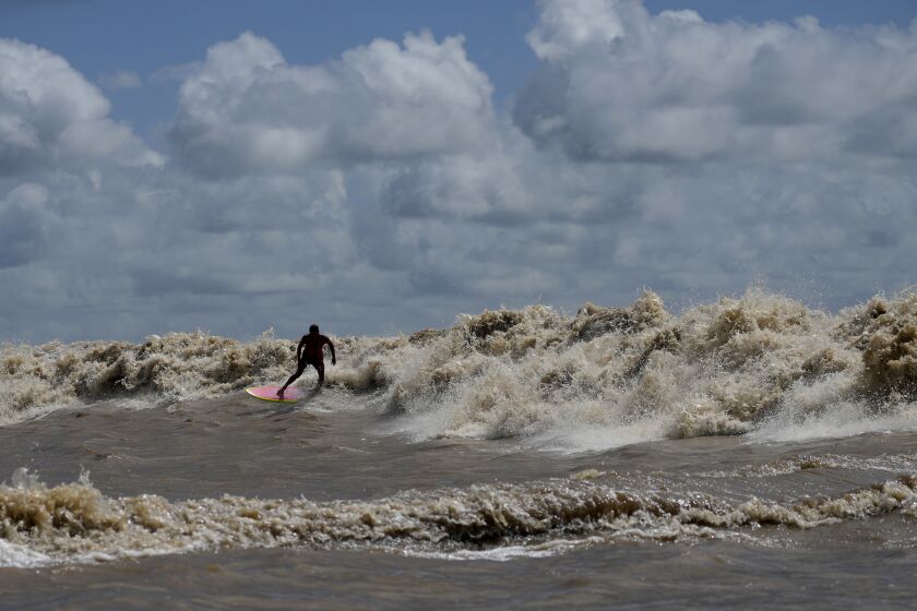 Brazilian surfer Naysson Costa rides the tidal bore wave known as "Pororoca," during the Amazon Surf Festival held in the Canal do Perigoso, or "Dangerous Channel," at the mouth of the Amazon River near Chaves, Marajo Island archipelago, Para state, Brazil, Monday, June 5, 2023. The Pororoca, a word from an Amazonian Indigenous dialect that means "destroyer" or "great blast," happens twice a day when the incoming ocean tide reverses the river flow for a time. (AP Photo/Eraldo Peres)
