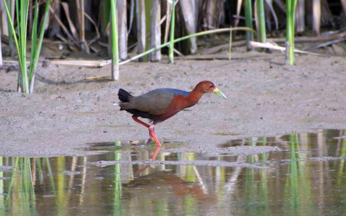 In this July 8 image provided by the American Birding Association, a Rufous-necked wood-rail walks along the edge of a marsh at Bosque del Apache National Wildlife Refuge near San Antonio, N.M. Experts say this is the first time the species has been spotted in the United States. The bird is typically found along the coasts and in tropical forests in Central and South America.